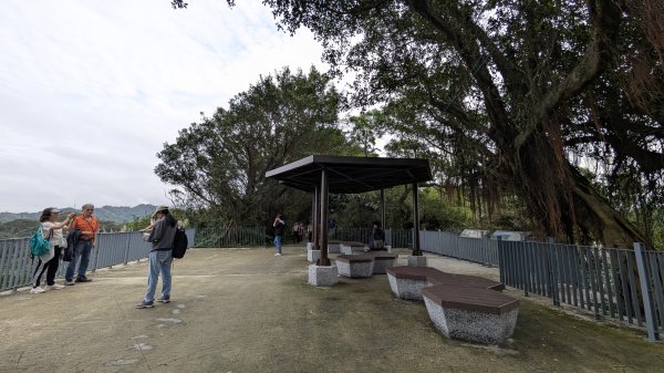 114.12.20劉銘傳隧道-獅球嶺北峰-獅球嶺東砲台山-獅球嶺池-獅球嶺砲台山之旅2966713