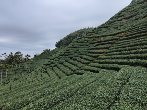 2023.12.23 梨子腳山2833257