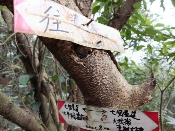 基隆市三層山+湳子大崙+淡基橫斷古道+面桶寮土地公2982243