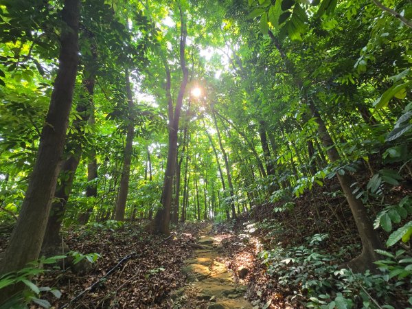 2025-04-21 茶頂山桃花心木步道2767812