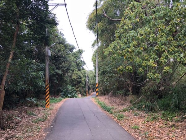 桃源里森林步道275696