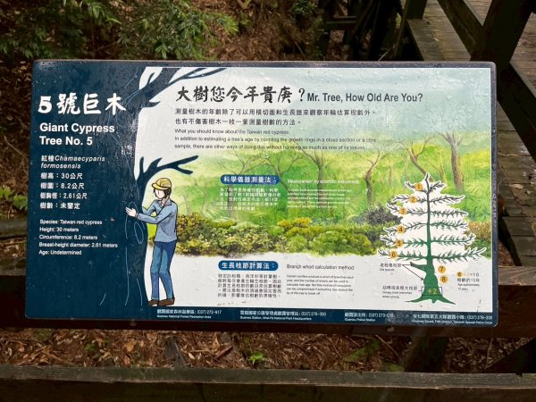 新竹 五峰 觀霧國家森林遊樂區 蜜月小徑+檜山巨木群步道2811473