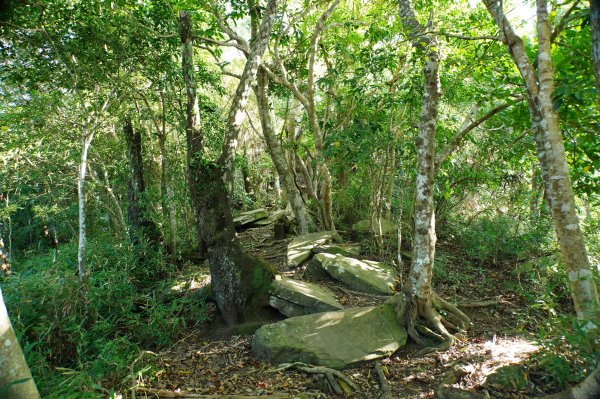 宜蘭 南澳 澳花山2881280