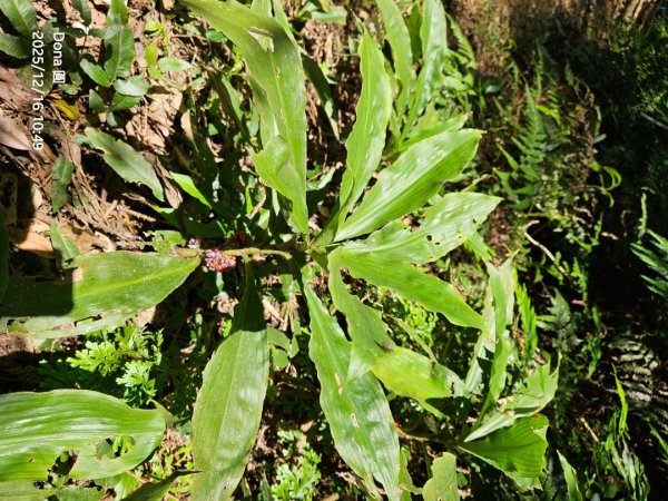 20251216太平山石門山小粗坑山O型+蕃薯藤TINA廚房2972587