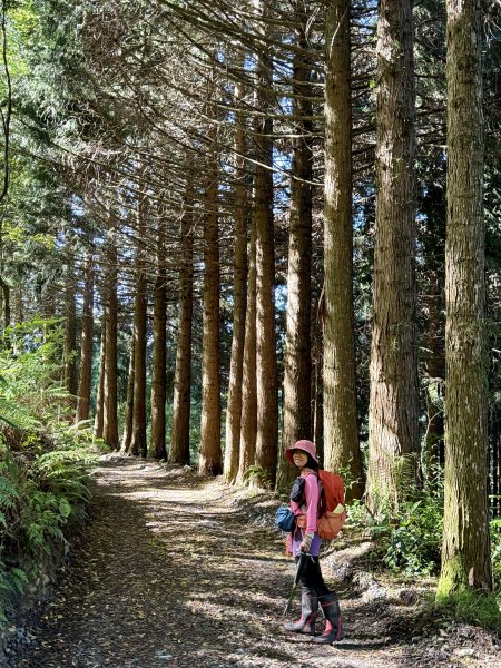 大雪山林道-屋我尾山O繞 202506152816263