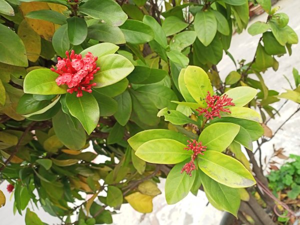 春暖花開的內湖文德三號公園、瑞陽公園、大港墘公園【齊心鞋力向前走】2025376
