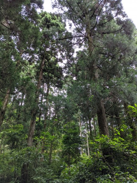 東眼山國家森林遊樂區1056003