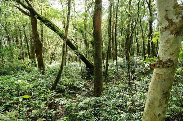 新北 烏來 下阿玉山2821611