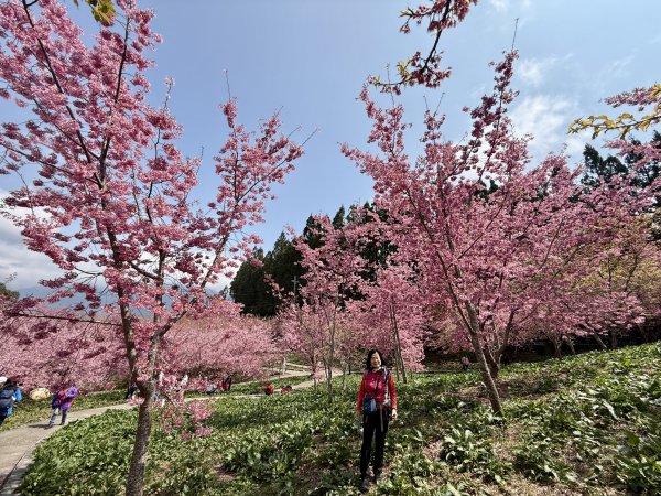 福壽山千櫻園2729957