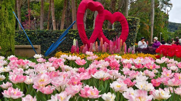 #士林官邸 #鬱金香 #碧山巖 #椿寒櫻 #國父紀念館 #八重櫻 3/5 #三層崎 #嗄嘮別 3/63010396