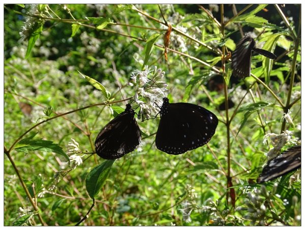 台中/大坑4號步道634914