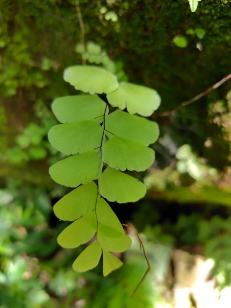 九彎仔步道2816560