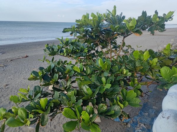 雙流森林遊樂區婆豬古山連走雙流瀑布帽子山2652605