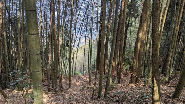 溪頭鳳凰山2021042