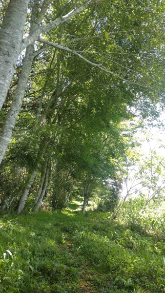 20250510福山古道隴頂步道健行:2791503