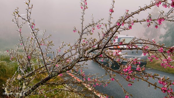 #望洋山 #太平山觀雲步道 #霧淞 #雲海 #帝雉 3/172737655