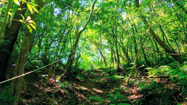 崩山坑越嶺內盤山