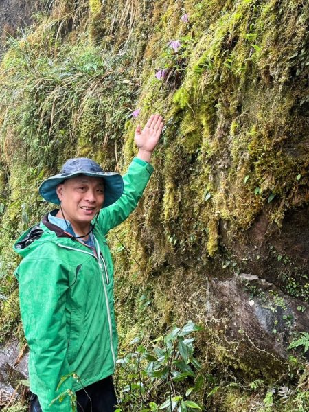 卡保石壁一葉蘭（耘夢谷上逐鹿山下O走）2809509