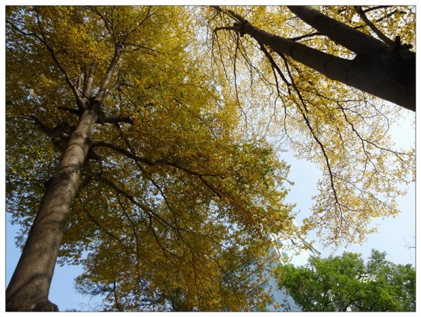 小葉欖仁/黃金雨1634897