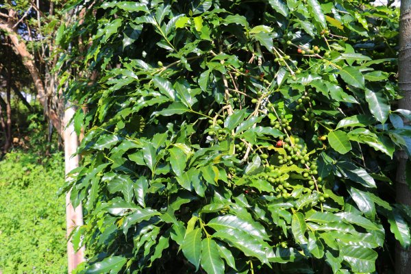 南投魚池~花茶香田園好風光~澀水田頂步道1026751