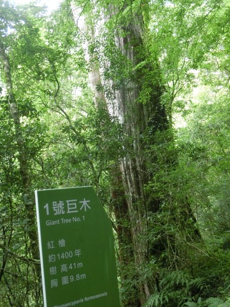 拉拉山神木群．巴陵古道620782