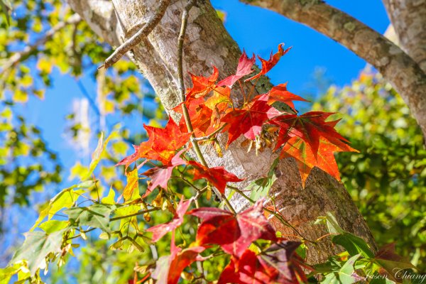 [苗栗]馬那邦山2355181