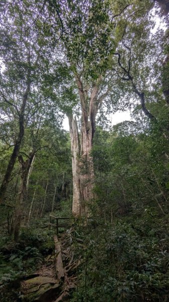 北得拉曼巨木步道2695490