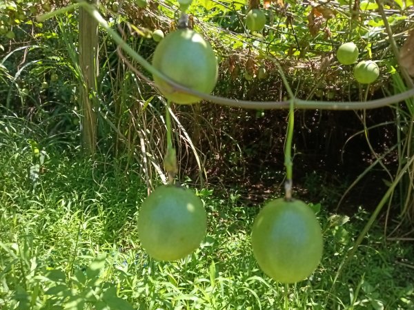 貢寮區文秀坑古道+觀日嶺步道O型2809172