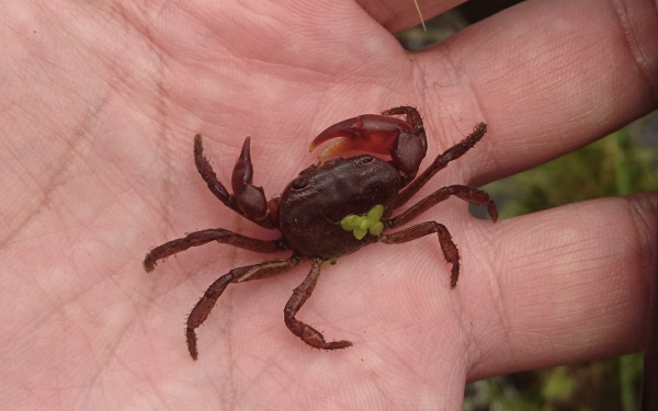 【保育】台灣發現新種淡水蟹—「北山澤蟹」！