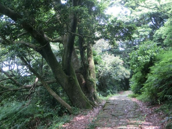 環七星山人車分道１326638