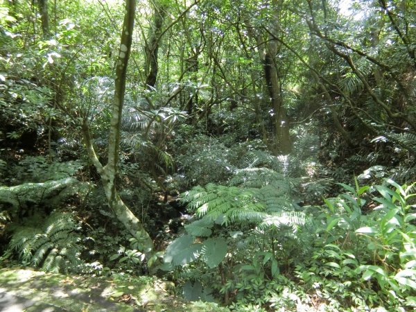 草嶺古道（福隆到大里）960307
