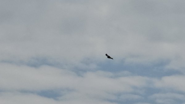 鳶嘴山+稍來神木2709859