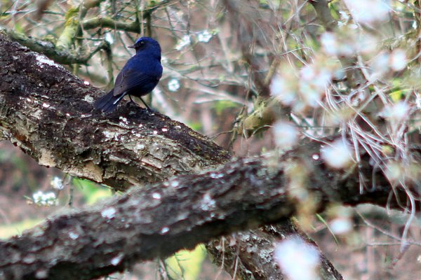 【南投~信義 】  烏松崙賞梅1254502