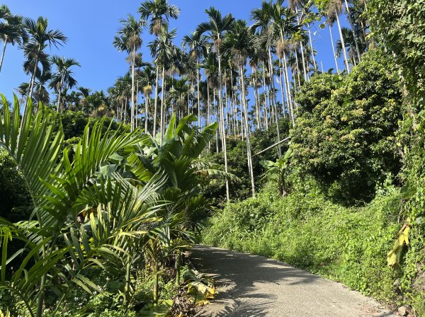 [嘉遊好步道．來嘉走走-08/10] 2024_1013 阿拔泉山稜線步道2627533