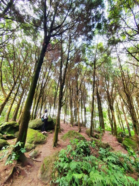 新竹民都有山，鵝公髻山，五指山，桃園赫威神木群步道，赫威山，高坡彩虹瀑布，苗栗山塘背步道，小北埔山1685649