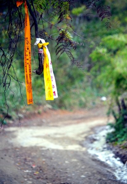 山風15度C吹拂 ~ 合歡溪 步道1551819