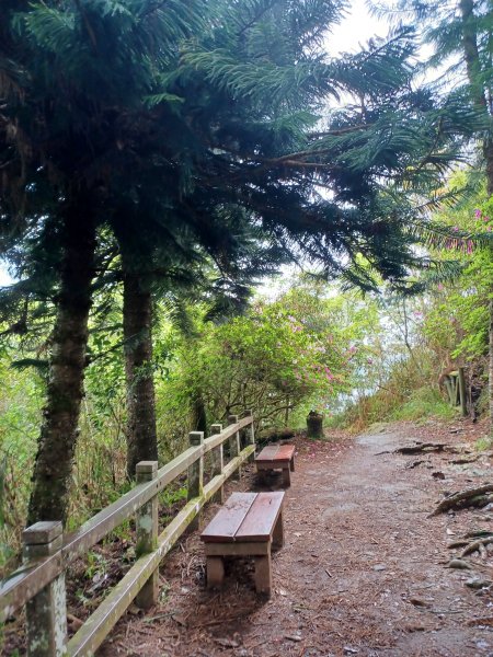 【苗栗大湖】山頂展望佳等到雲海。 馬那邦山登山步道2806819