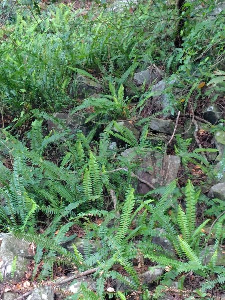 唐麻丹山 蝴蝶谷2918771