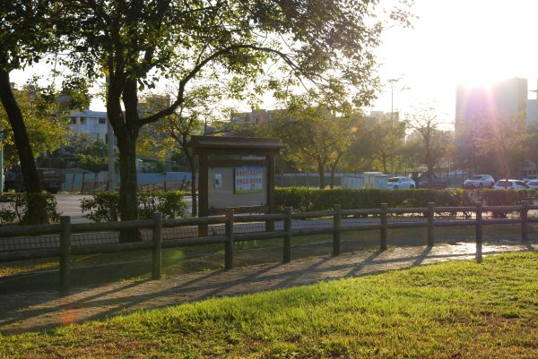 帶銀狐犬去廍子公園散步 2024.1.162404680