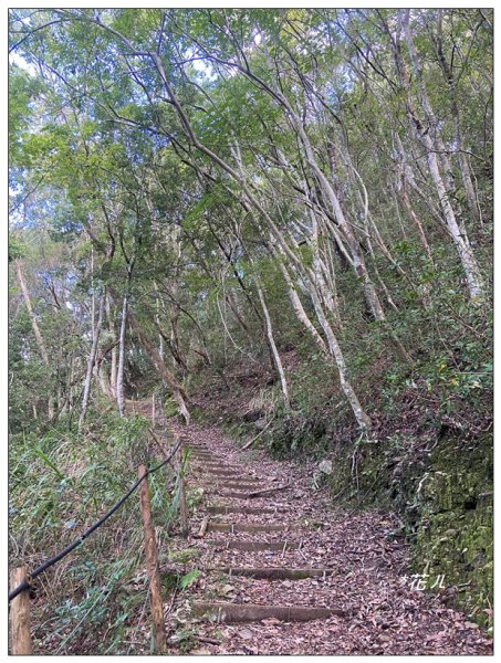 荷戈富士山(史努櫻步道)2610384