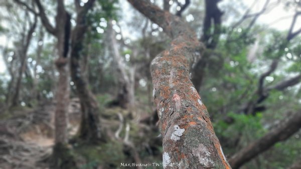 《新竹》斷崖神木｜北得拉曼步道小P繞202510172917579
