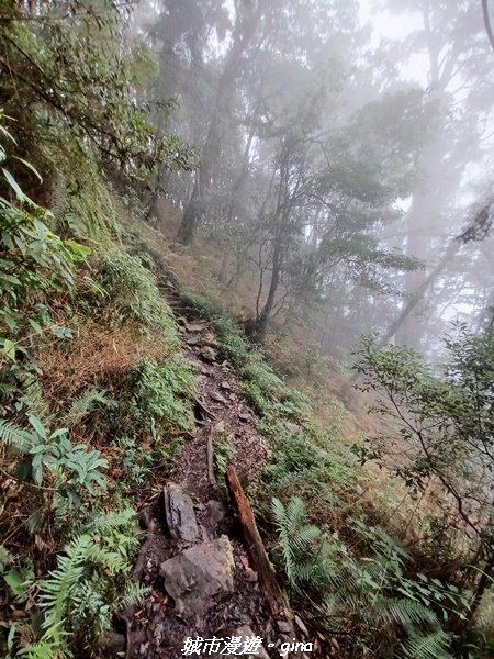 【台中和平】2022「谷關七雄，慢旅台中」登山活動認證。 沒有危崖攀爬就是一路陡。 谷關七雄~八仙山1827567