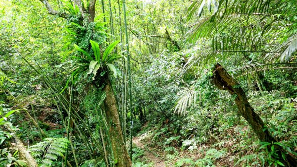 雙溪三柑Ｏ走2839875