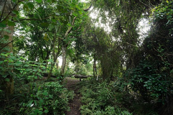 苗栗 大湖 金童山、玉女山、汶水山2806920