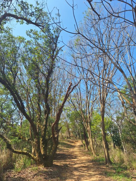 造橋口山古道202503122734396