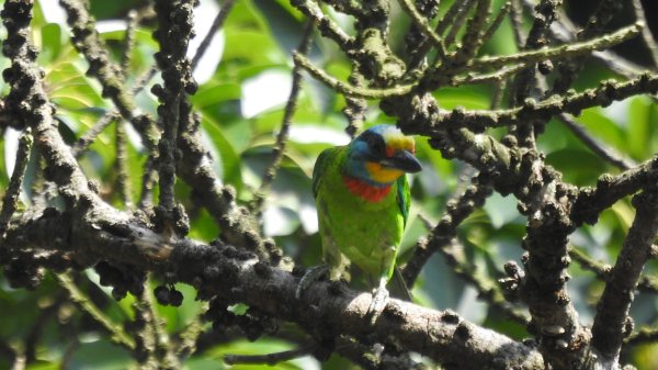 雲山水花鳥蝶 - 天龍國阿伯的日常7/18 & 21、22、292553949