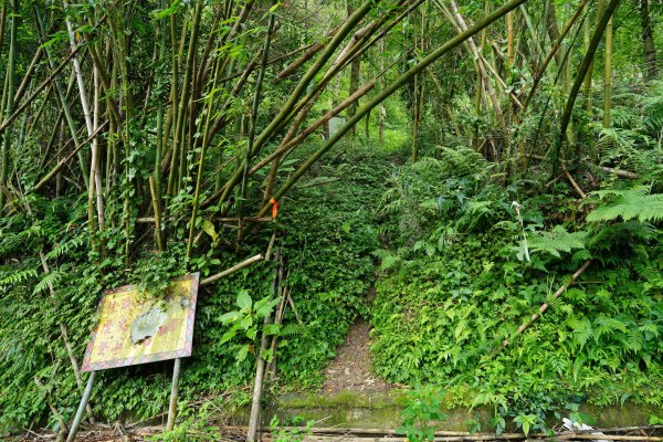 桃園 復興 枕頭山、阿姆坪山2794092