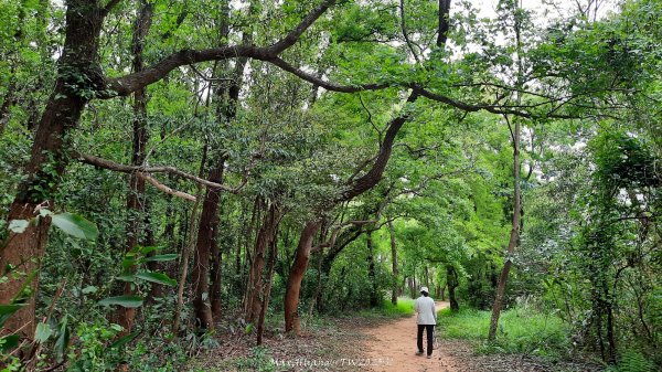 《苗栗》楓香林道｜頭份老崎古道（後花園步道）202503292748857