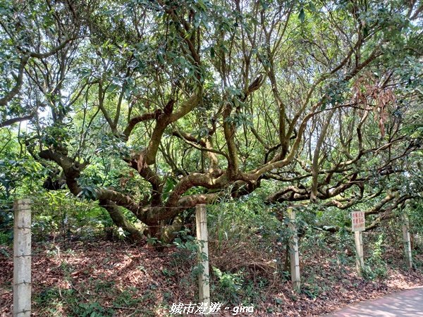 【彰化員林】員林百果山上最具人氣的休閒步道。 台灣百大必訪步道。 藤山步道1689471