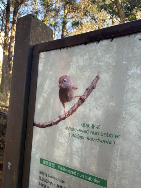 20251225塔山步道(大塔山)2970341